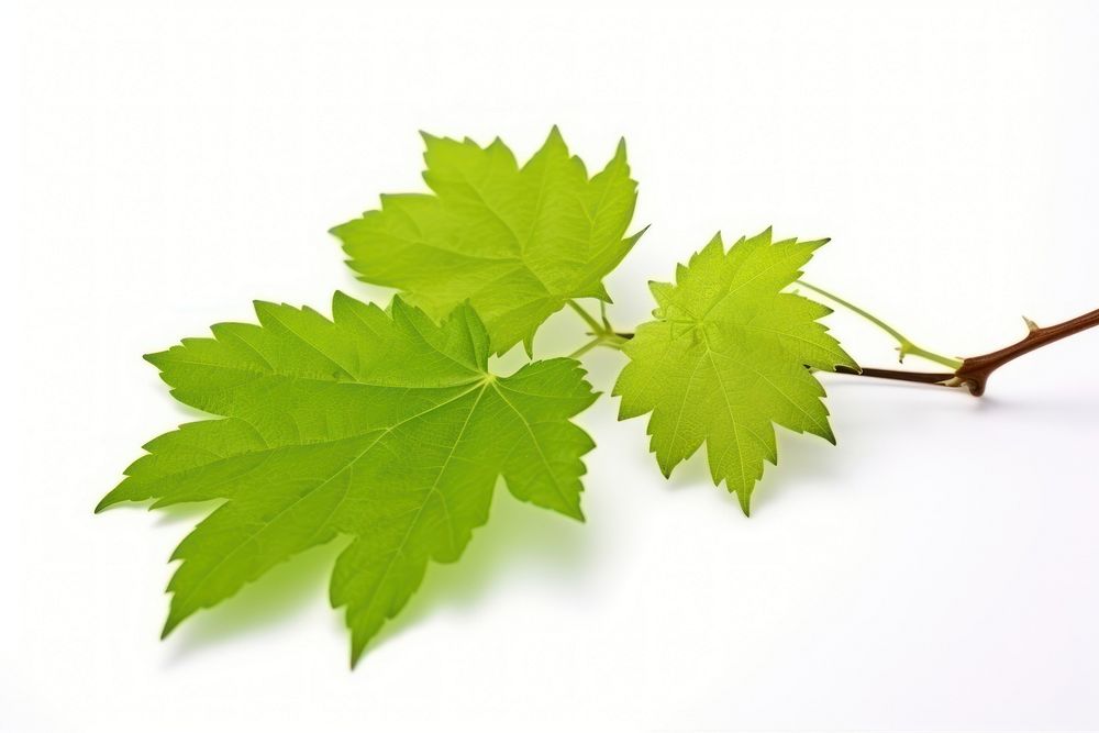 Grape leaves branch maple plant. AI generated Image by rawpixel.