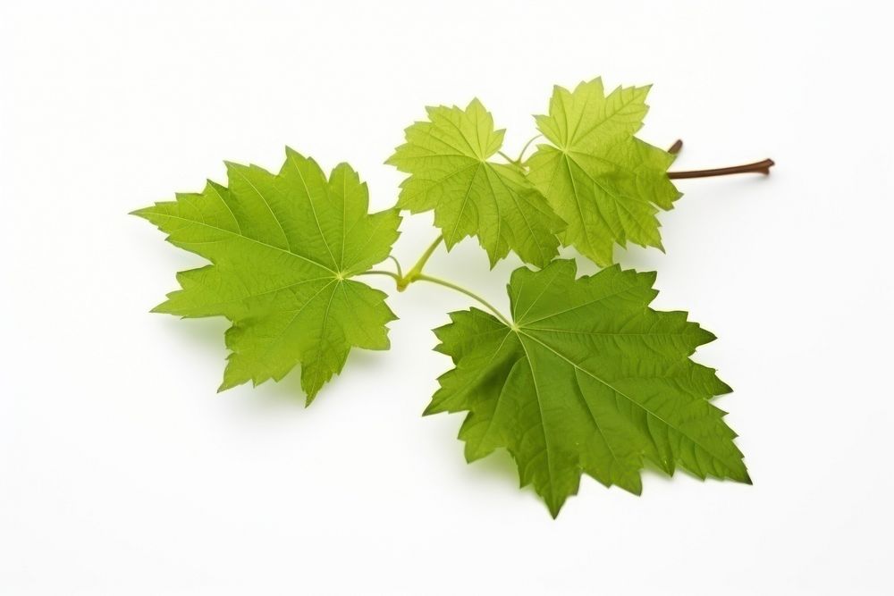 Grape leaves branch plant maple. AI generated Image by rawpixel.