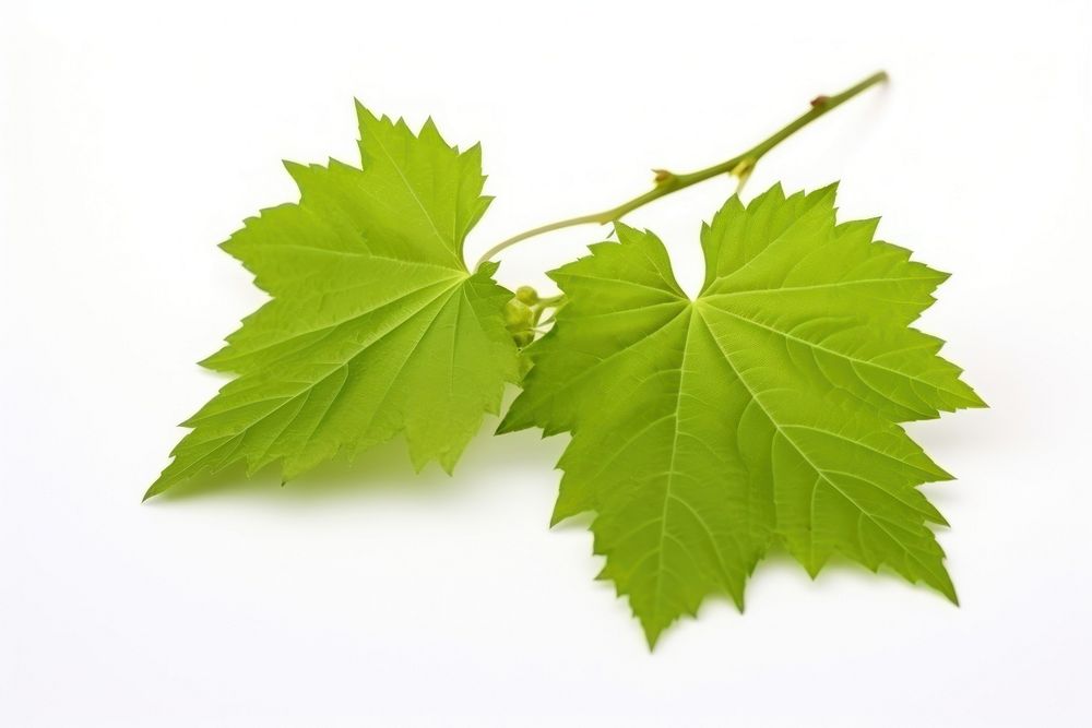 Grape leaves branch maple plant. AI generated Image by rawpixel.
