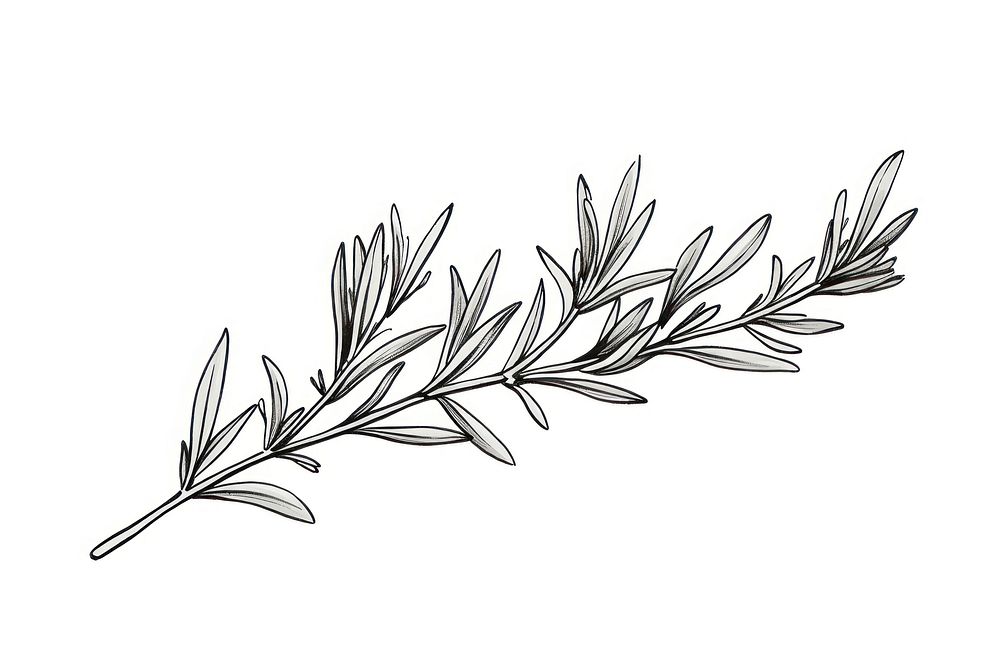 Rosemary drawing sketch plant. AI generated Image by rawpixel.