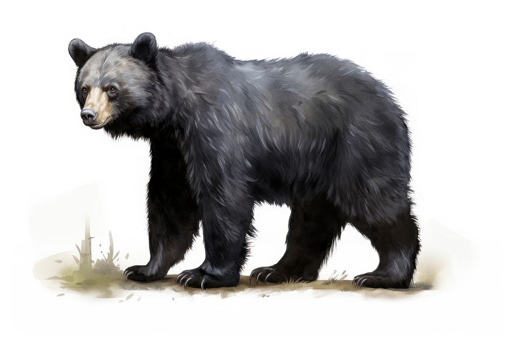 Black bear wildlife mammal animal. AI generated Image by rawpixel.