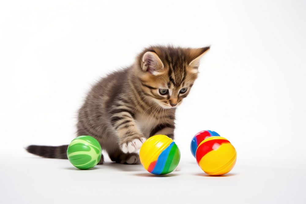 Mammal animal kitten sphere. 