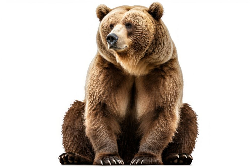 Bear wildlife mammal animal. AI generated Image by rawpixel.