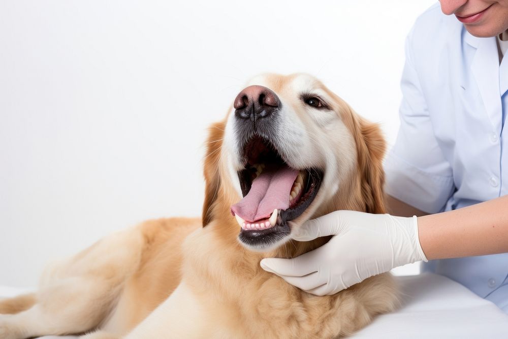 Dog getting teeth examined veterinarian mammal animal. 