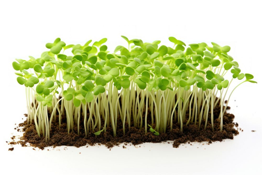 Vegetable seedling plant soil. AI generated Image by rawpixel.