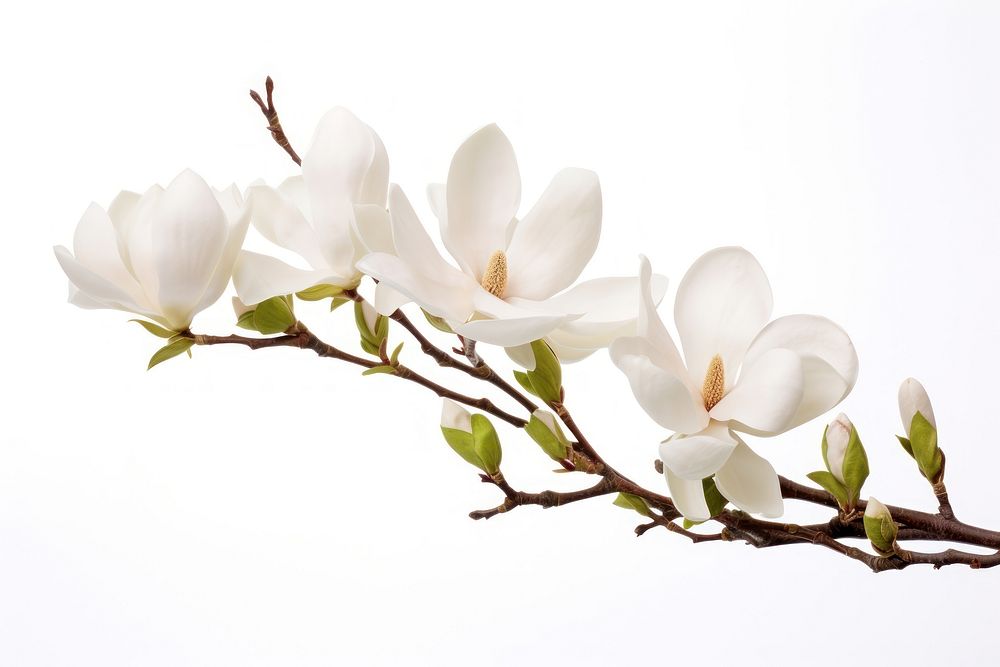 Magnolia blossom flower orchid. AI generated Image by rawpixel.