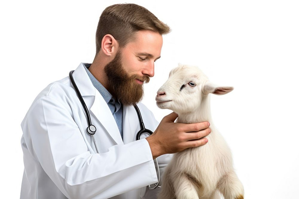 Veterinarian hands checking goat livestock doctor mammal. AI generated Image by rawpixel.