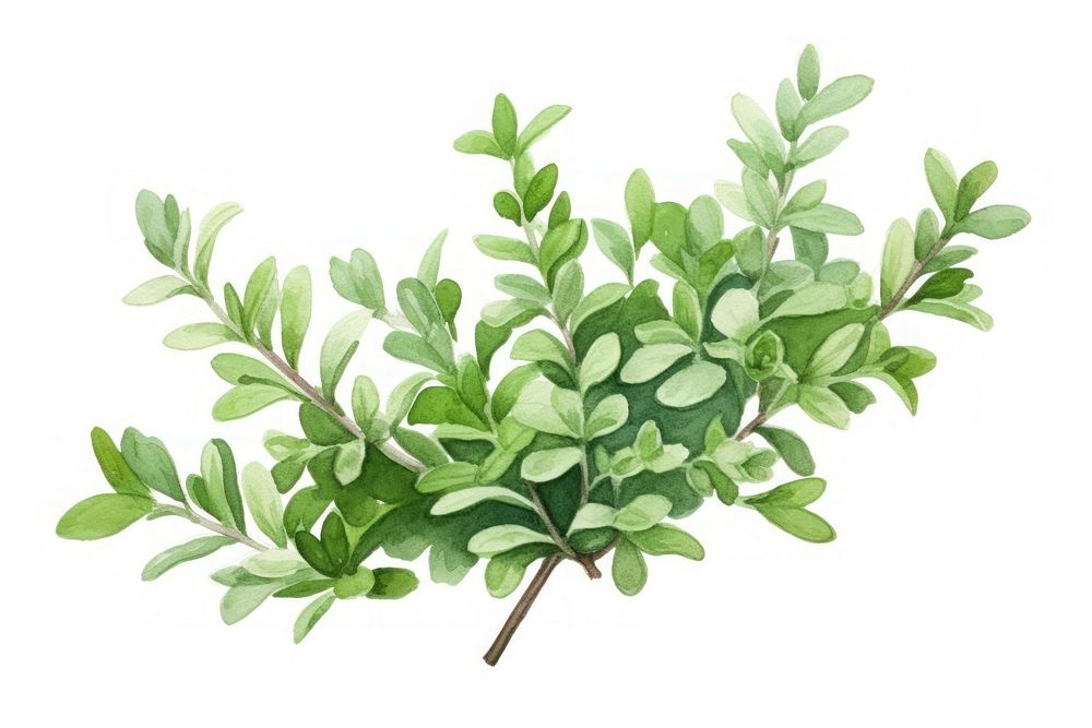 Thyme plant herbs leaf. AI generated Image by rawpixel.