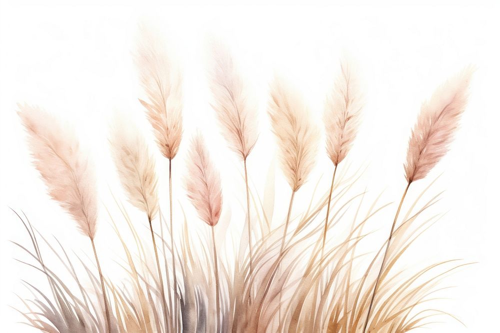 Pampas grass bushes plant white background fragility. AI generated Image by rawpixel.