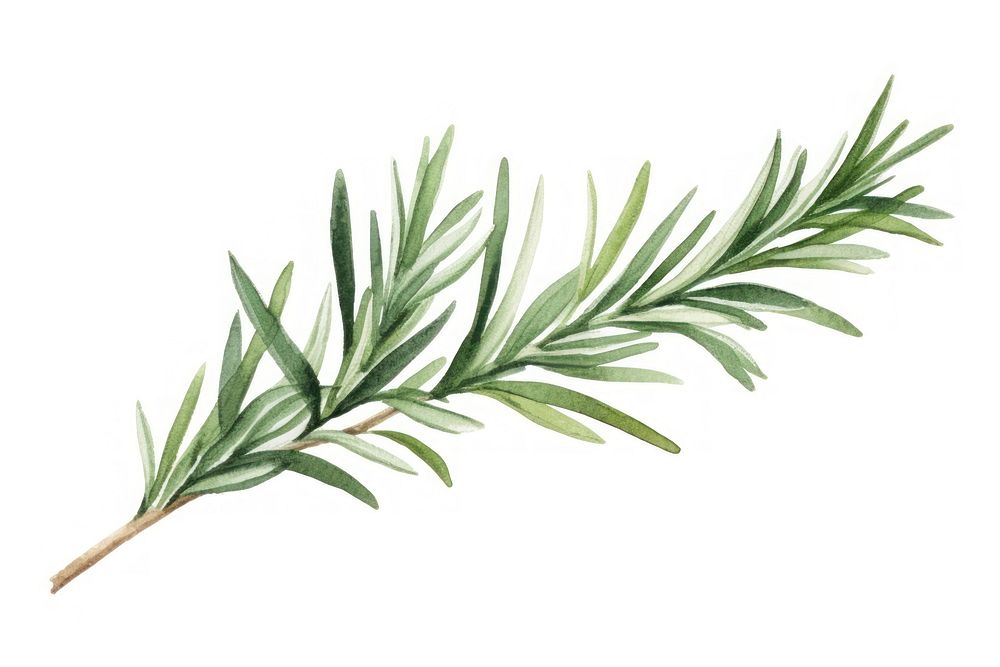 Rosemary plant herbs leaf. AI generated Image by rawpixel.