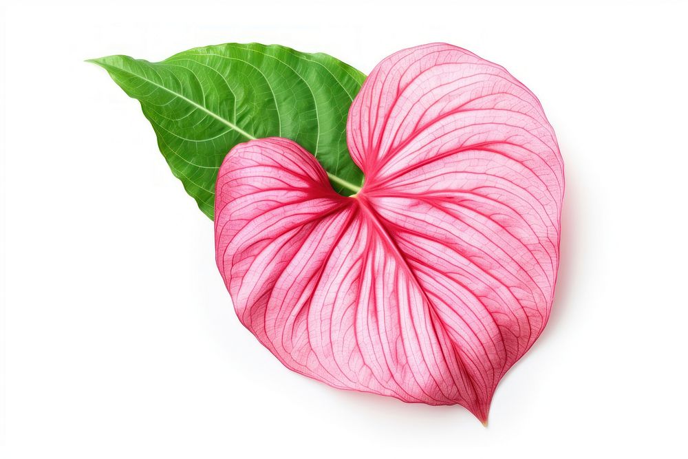 Caladium leave flower petal plant. AI generated Image by rawpixel.