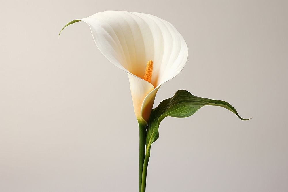 Calla Lily flower petal plant. 