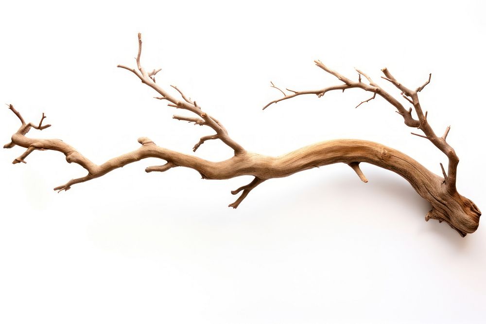 Bark tree driftwood branch antler. AI generated Image by rawpixel.