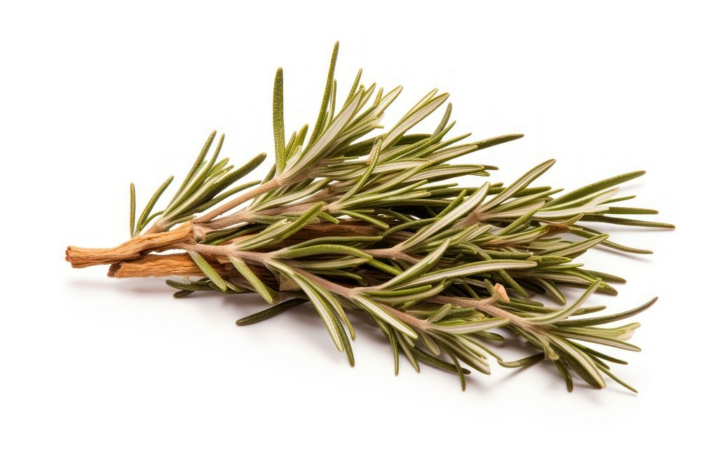 Dried rosemary plant herbs white background. AI generated Image by rawpixel.
