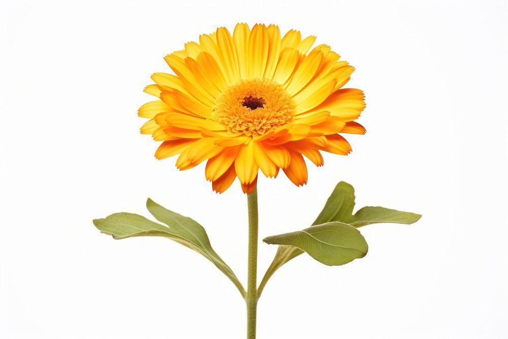 Calendula sunflower petal plant. AI generated Image by rawpixel.