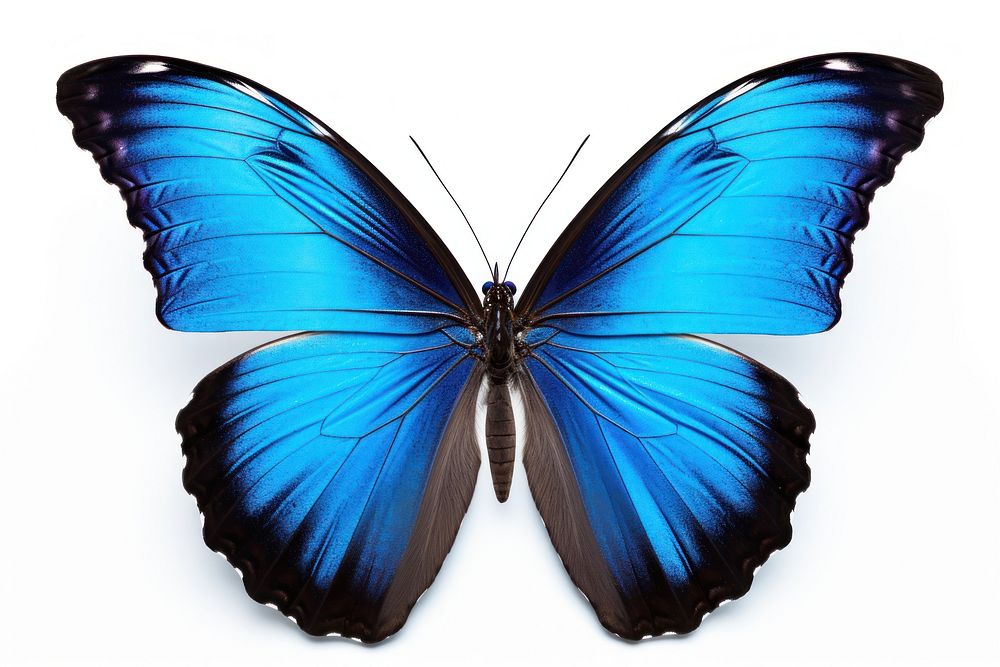 Emperor butterfly animal insect blue. AI generated Image by rawpixel.