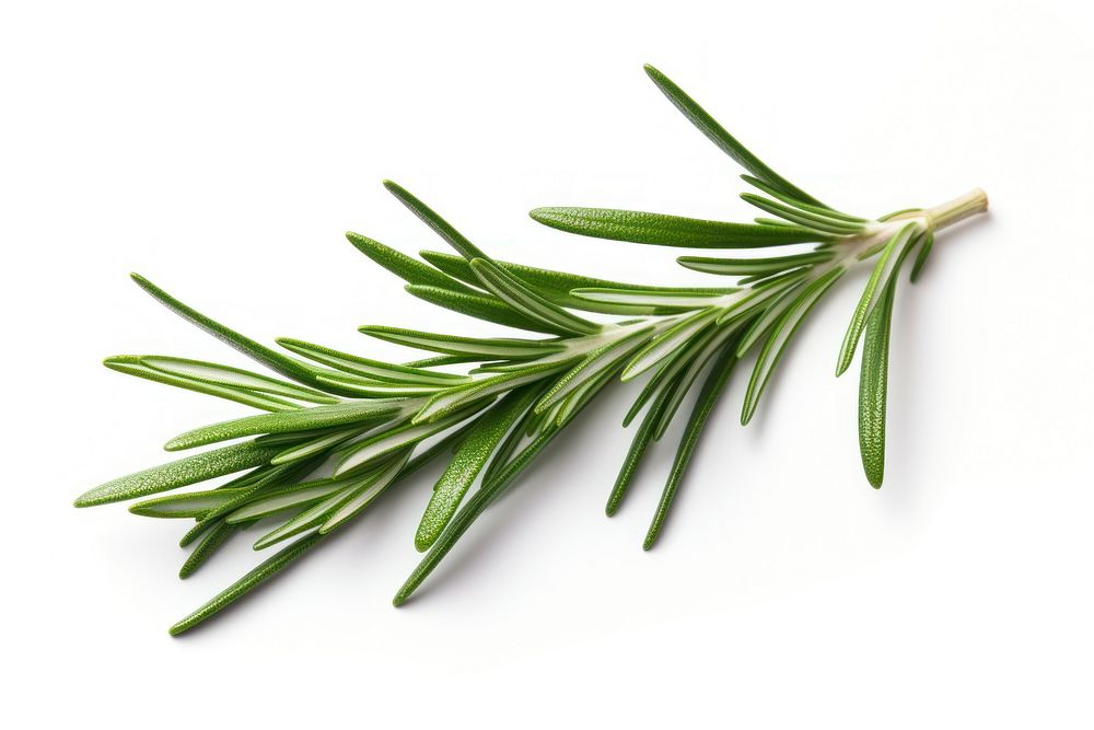 Rosemary tea leave plant herbs white background. AI generated Image by rawpixel.