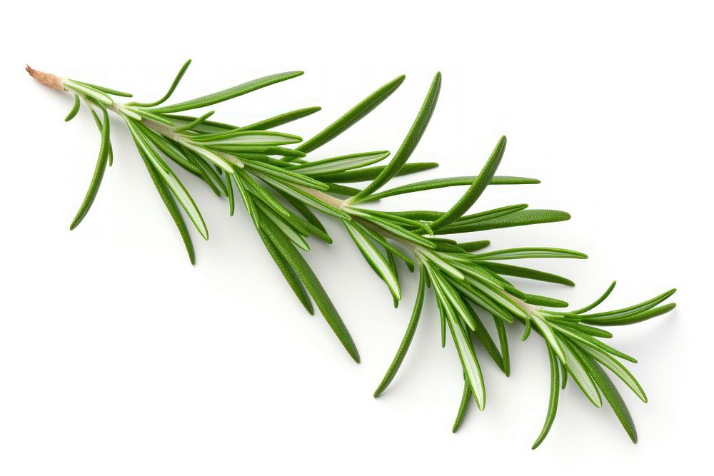 Rosemary plant herbs white background. AI generated Image by rawpixel.