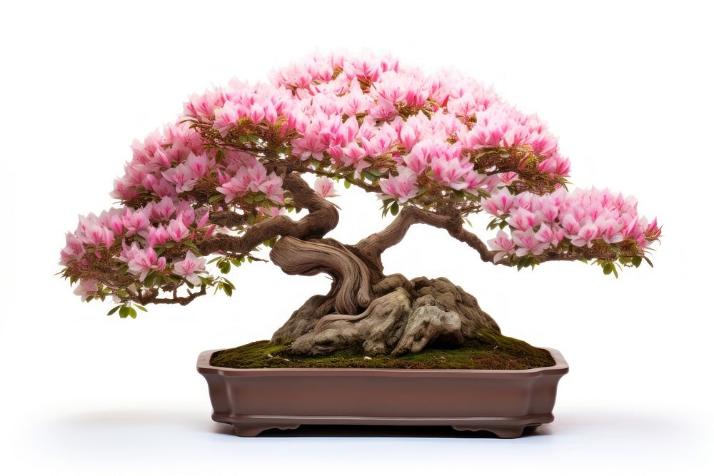 Rhododendron bonsai plant tree white background. AI generated Image by rawpixel.