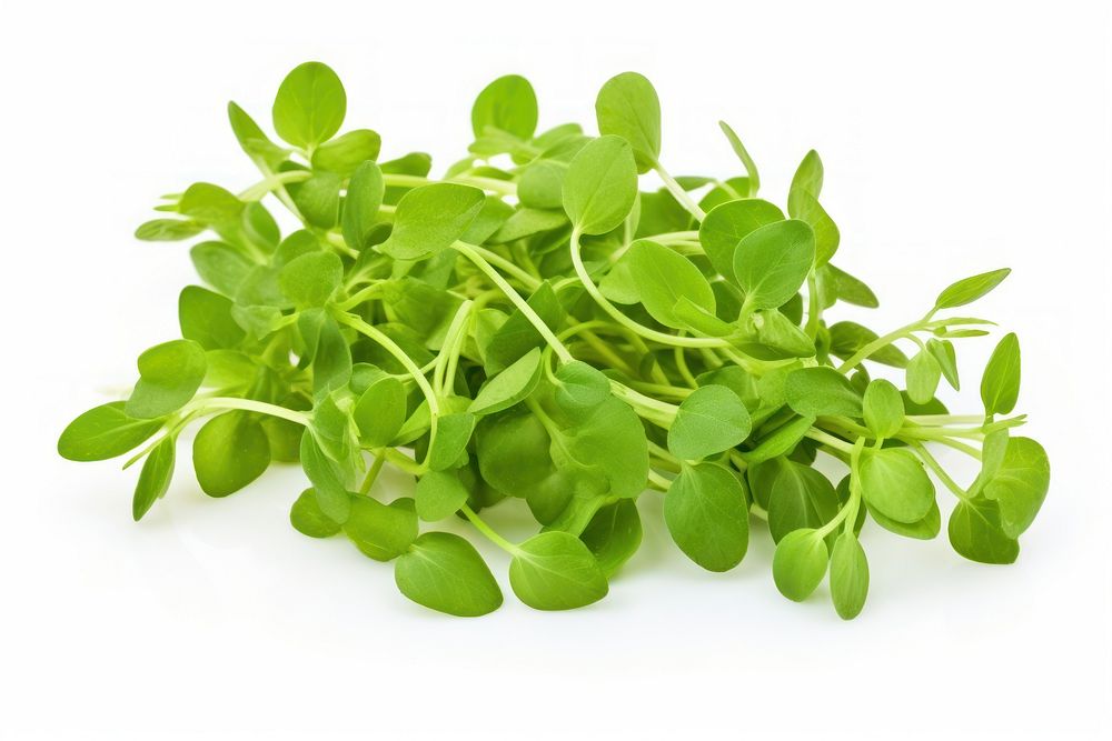 Water chickweed vegetable plant herbs. AI generated Image by rawpixel.