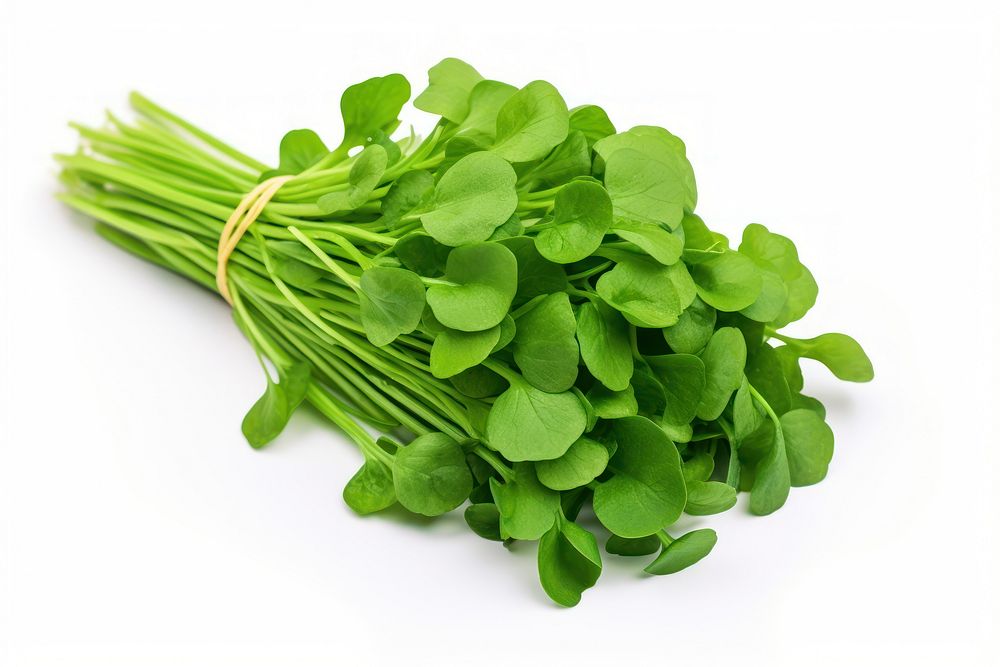 Watercress vegetable plant food. 