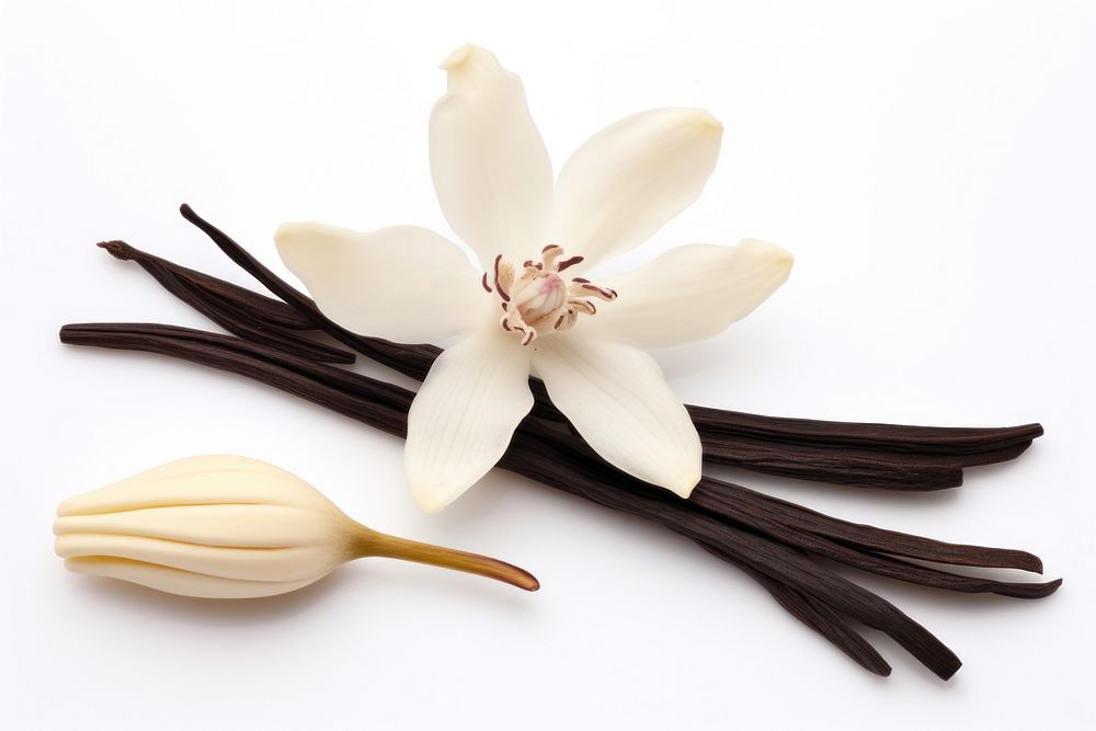 Dried Vanilla pod flower orchid petal. AI generated Image by rawpixel.