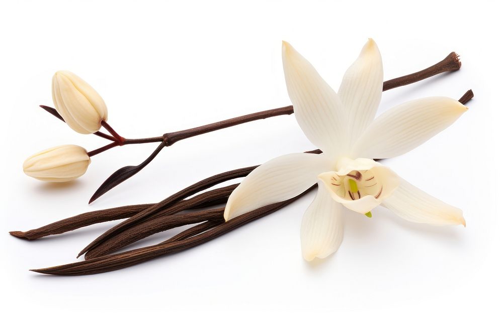 Vanilla Orchid Flower flower orchid petal. AI generated Image by rawpixel.