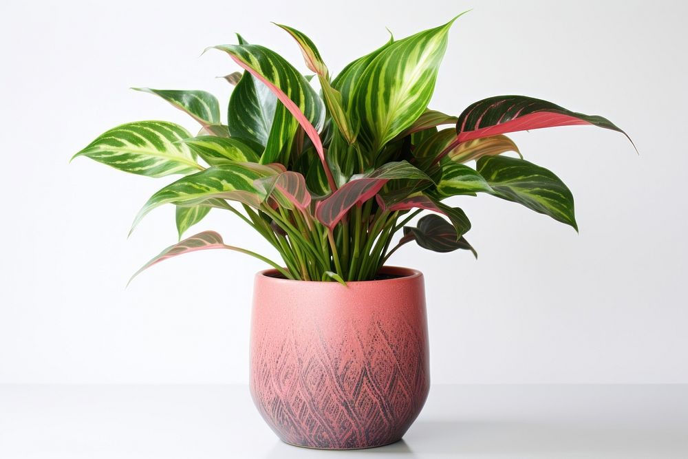 Plant houseplant green vase. AI generated Image by rawpixel.