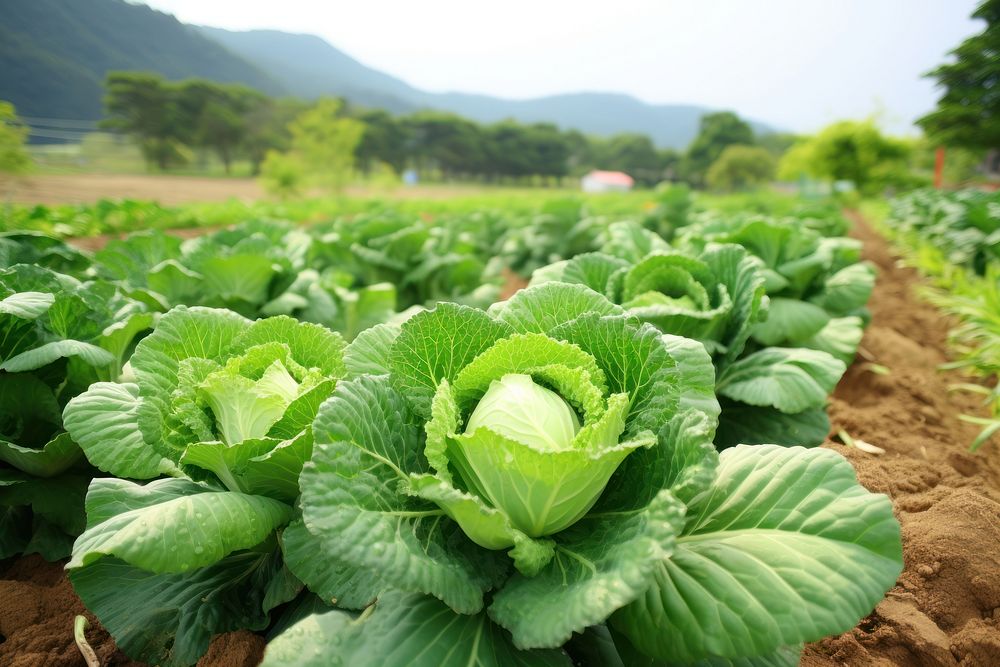Cabbage farm vegetable outdoors plant. AI generated Image by rawpixel.