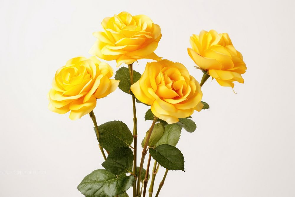 Flower beutiful realistie yellow petal plant rose.
