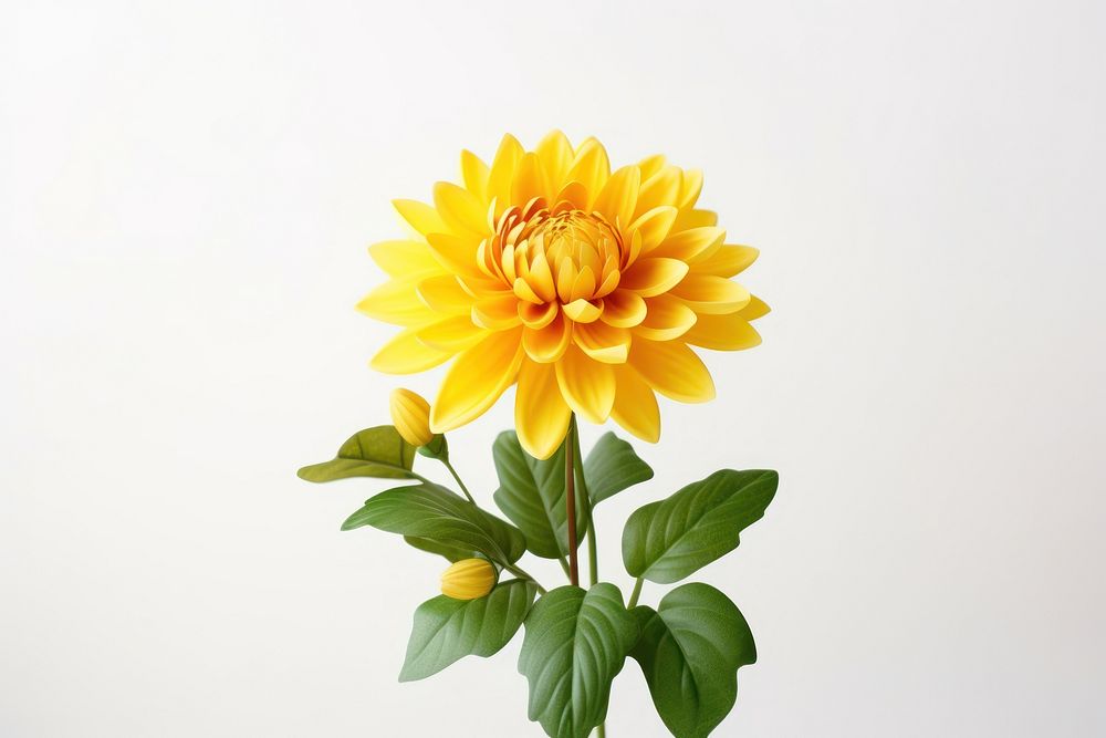 Sunflower dahlia plant inflorescence. 