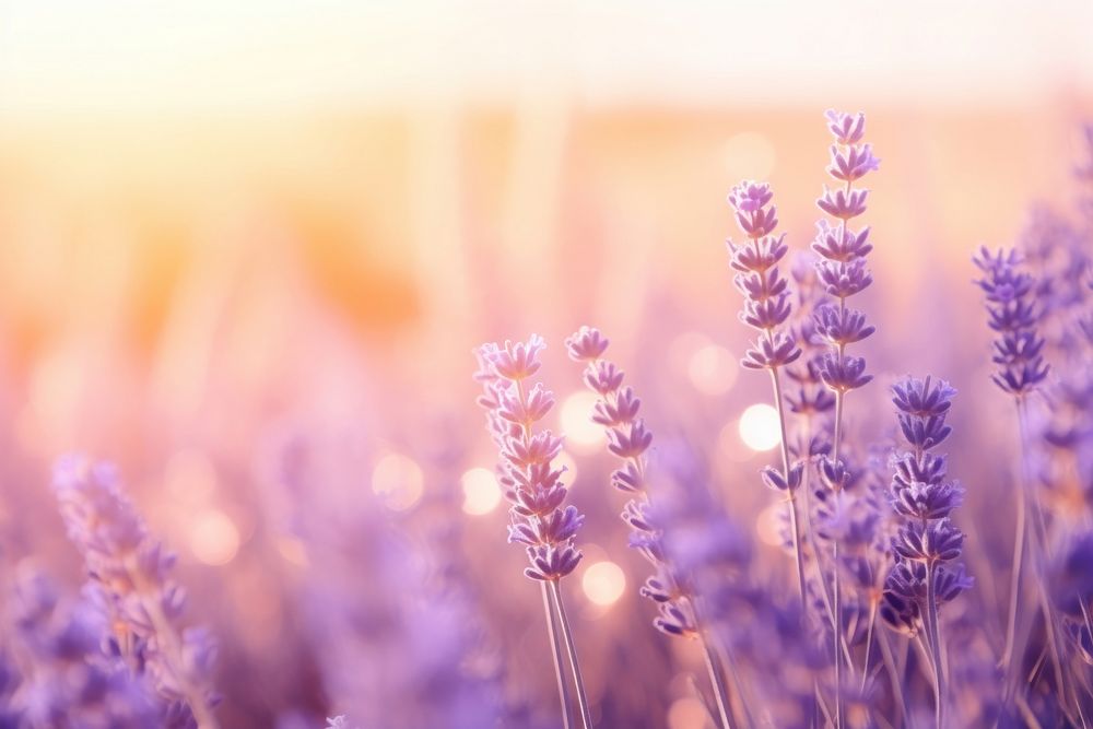 Lavender Field lavender nature backgrounds. AI generated Image by rawpixel.
