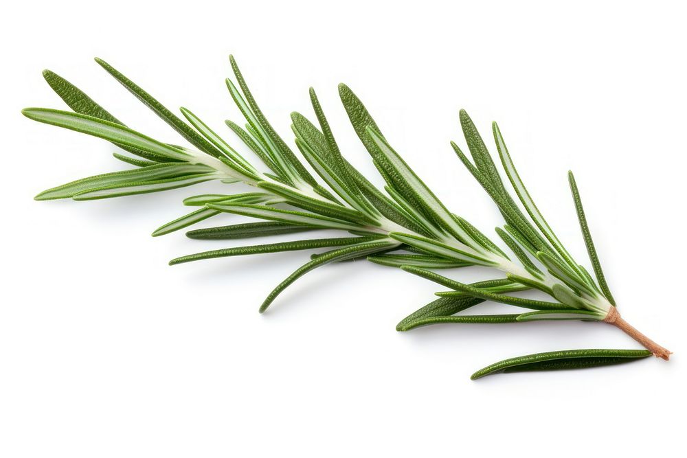 Rosemary leaf plant herbs freshness. 