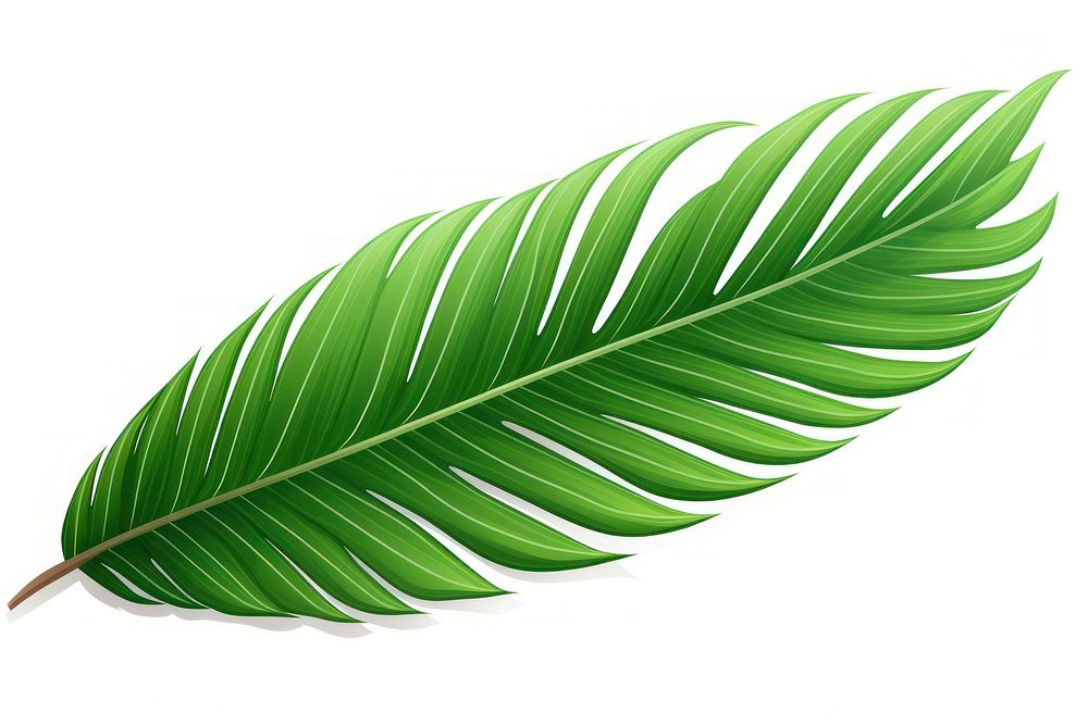 Palm leave plant leaf white background. AI generated Image by rawpixel.