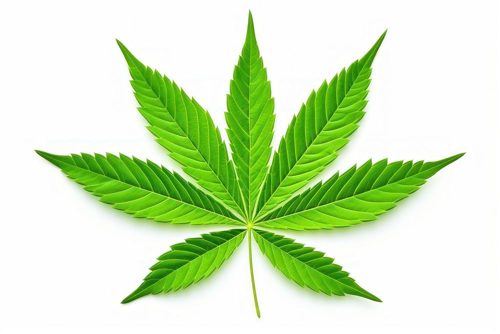 Cannabis leaf cannabis plant green. AI generated Image by rawpixel.