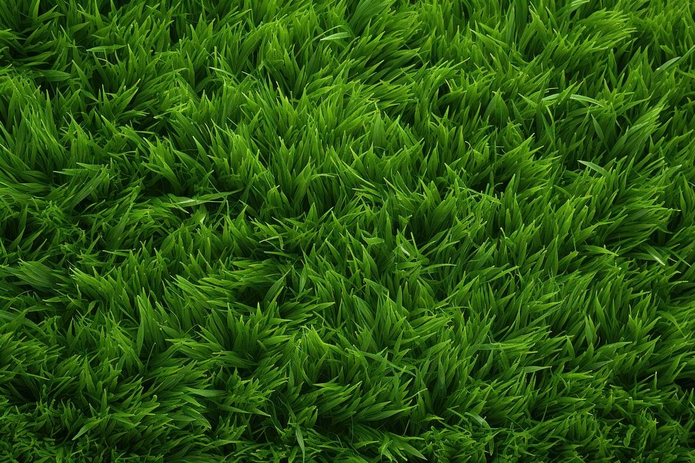 Grass backgrounds texture plant. 