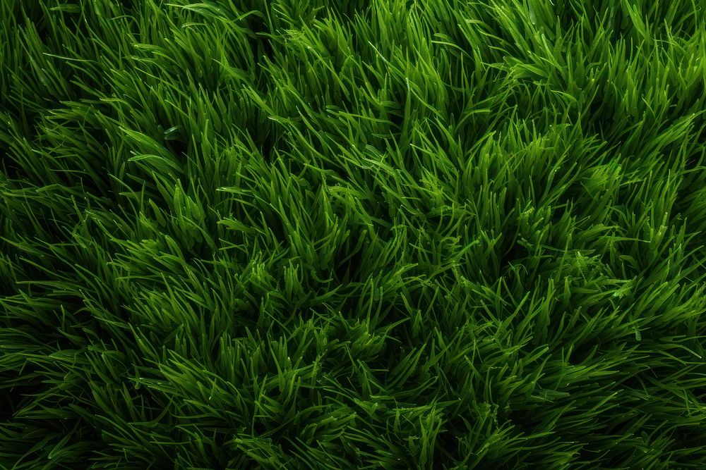 Grass backgrounds outdoors texture. AI generated Image by rawpixel.