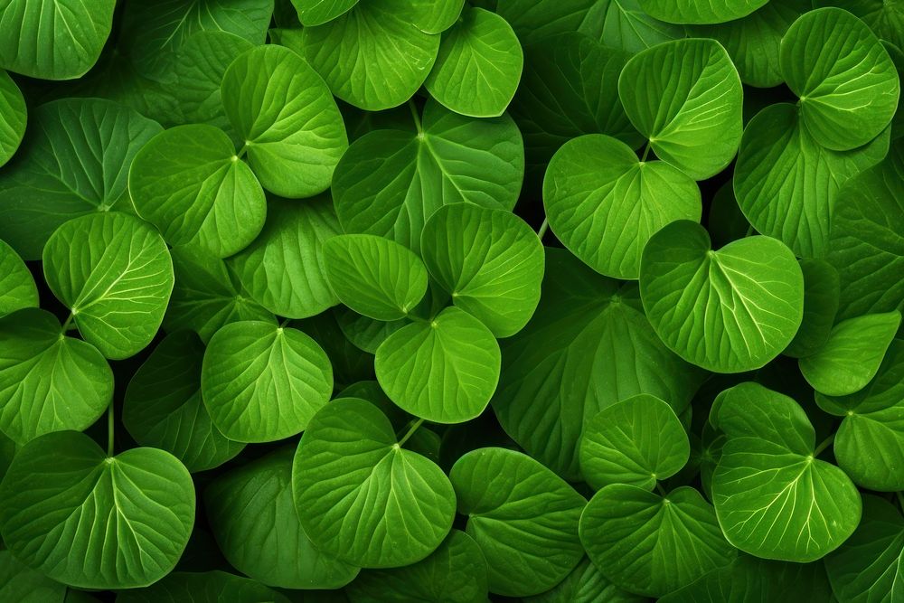 Green minstera leaves texture backgrounds plant leaf. AI generated Image by rawpixel.