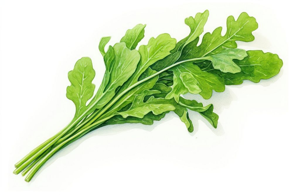 Arugula rocket vegetable leaf plant. | Premium Photo Illustration ...