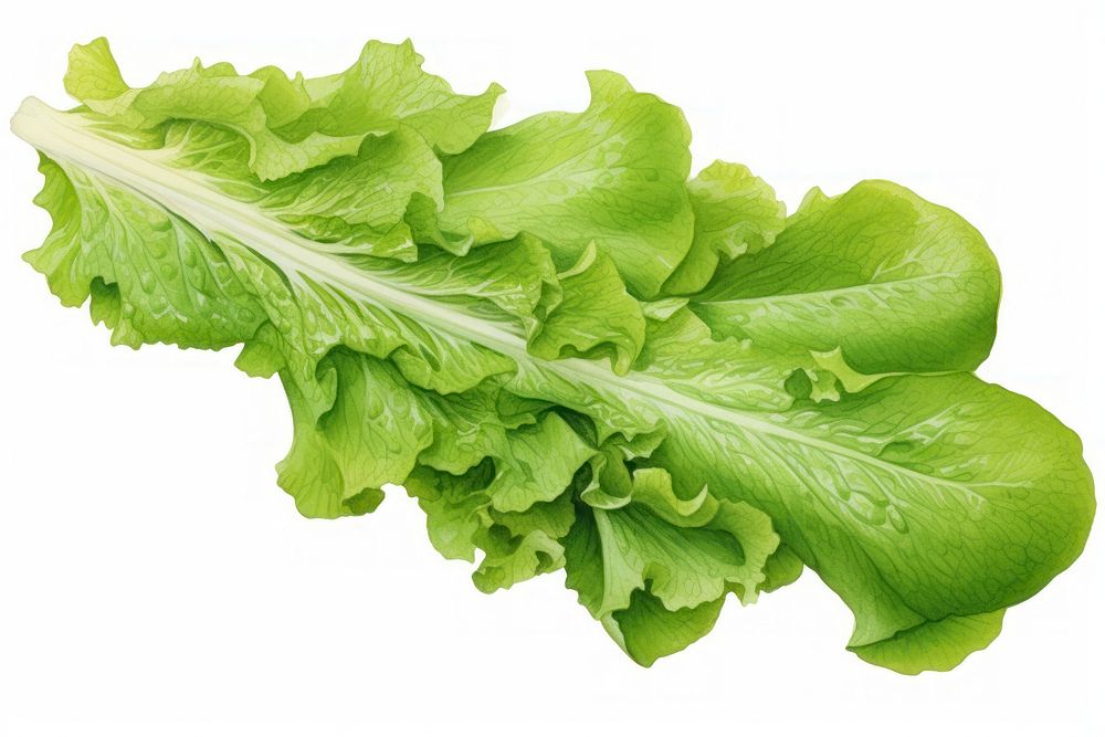 Fresh lettuce rocket vegetable plant green. AI generated Image by rawpixel.