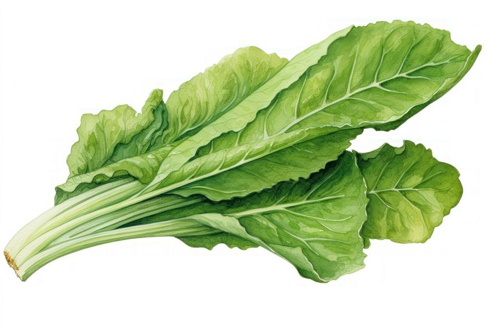 Salad Rocket vegetable leaf lettuce. AI generated Image by rawpixel.
