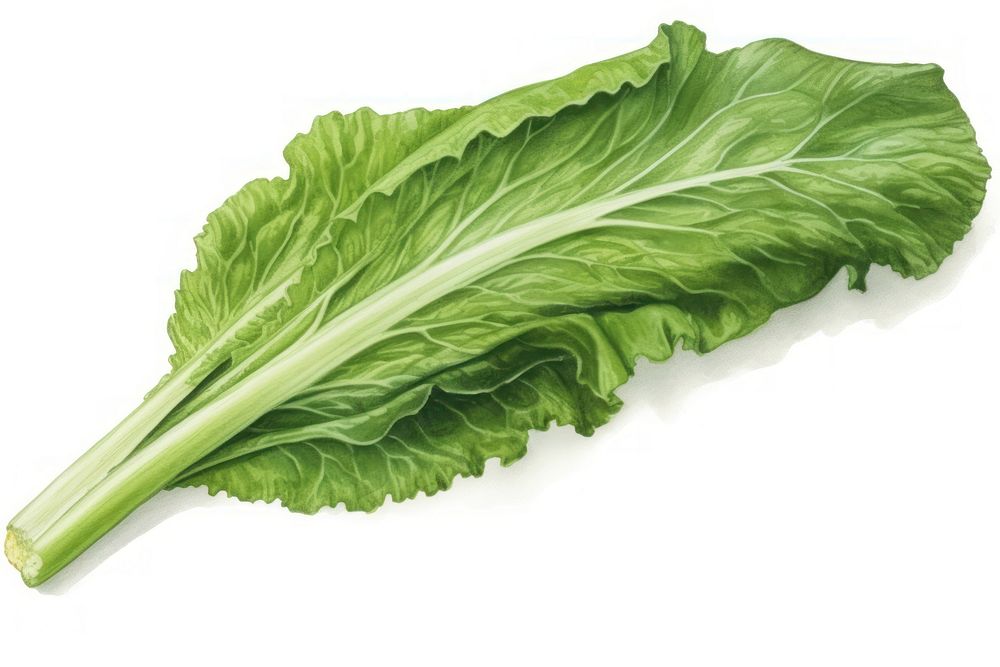Rocket vegetable lettuce plant green. AI generated Image by rawpixel.
