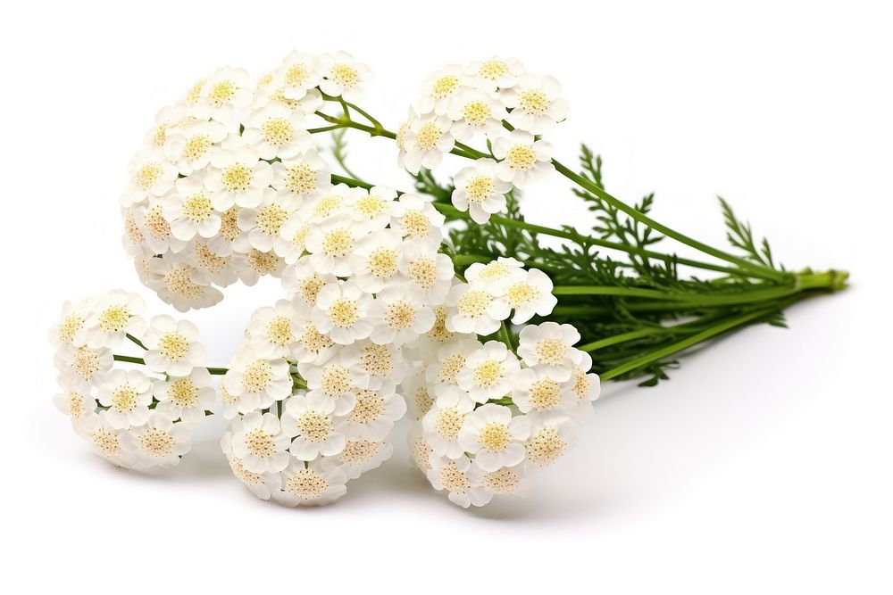 Flower yarrow plant petal. AI generated Image by rawpixel.