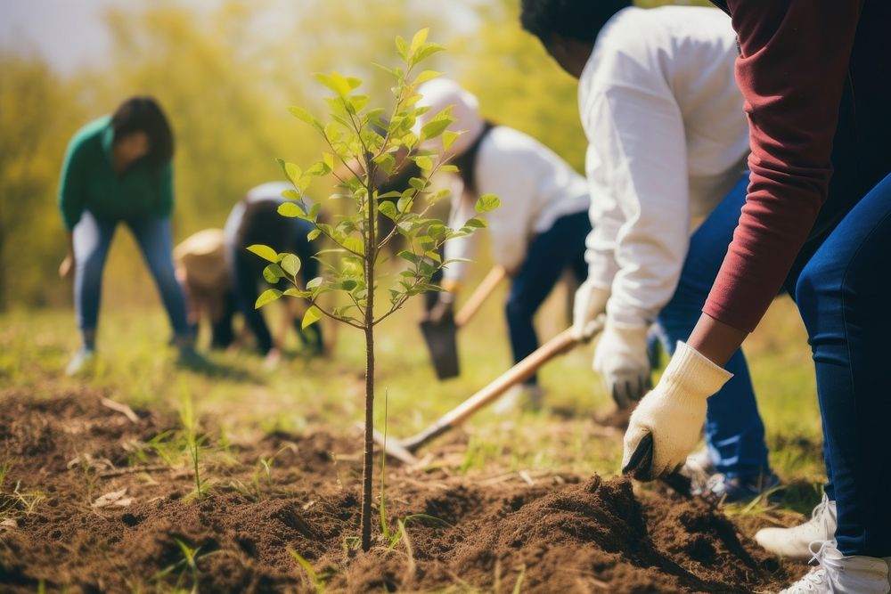 People planting tree gardening outdoors nature. 