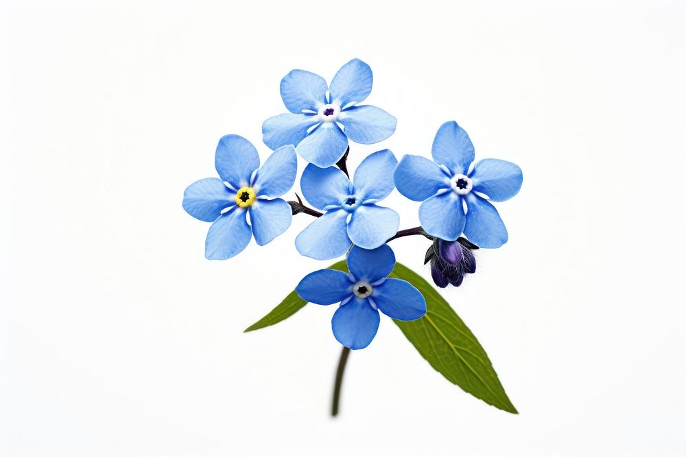 Flower forget-me-not blossom petal. AI generated Image by rawpixel.