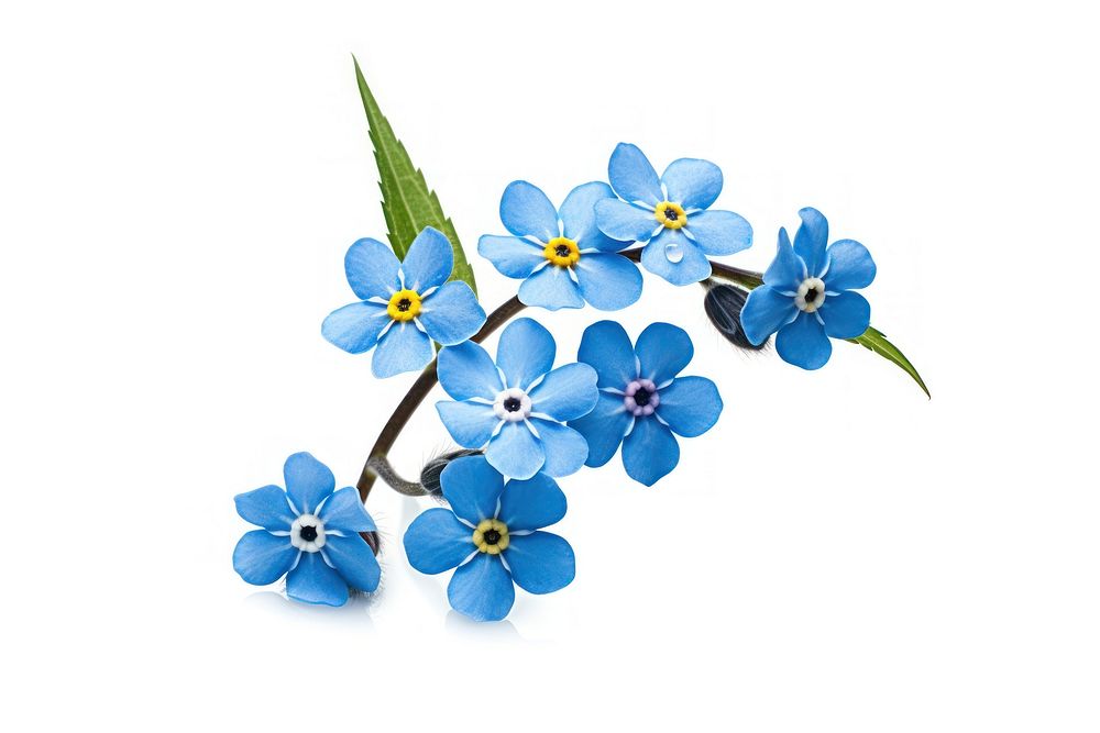 Flower forget-me-not blossom nature. AI generated Image by rawpixel.