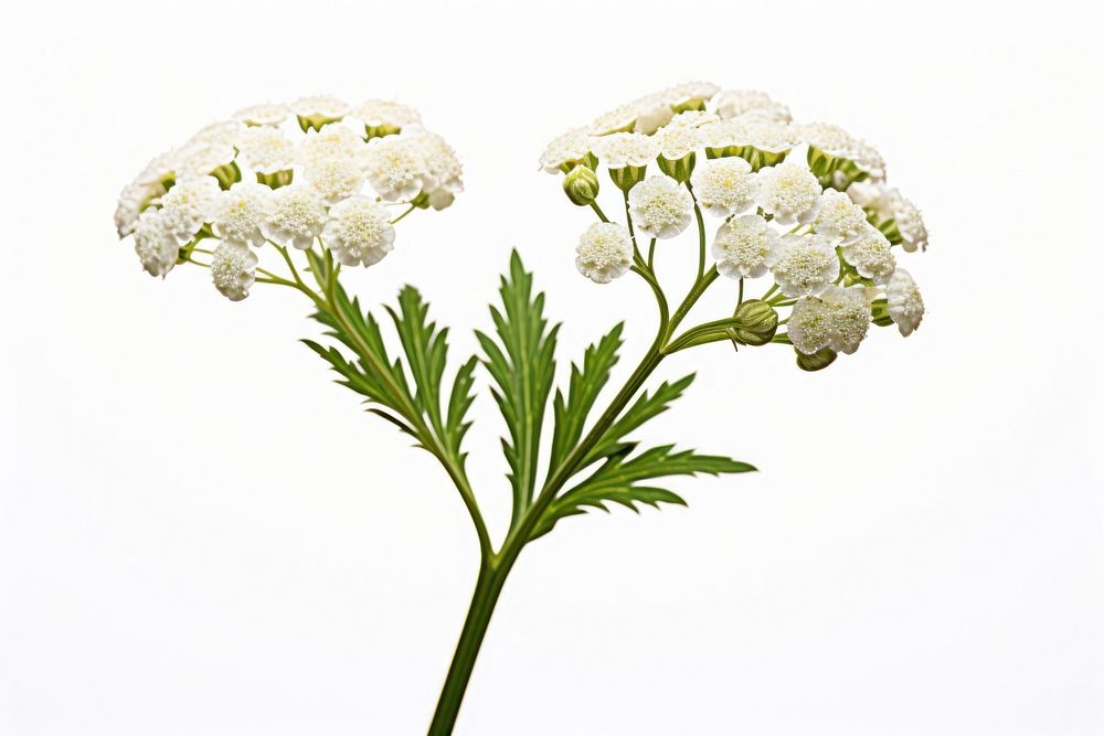 Flower blossom yarrow plant. AI generated Image by rawpixel.