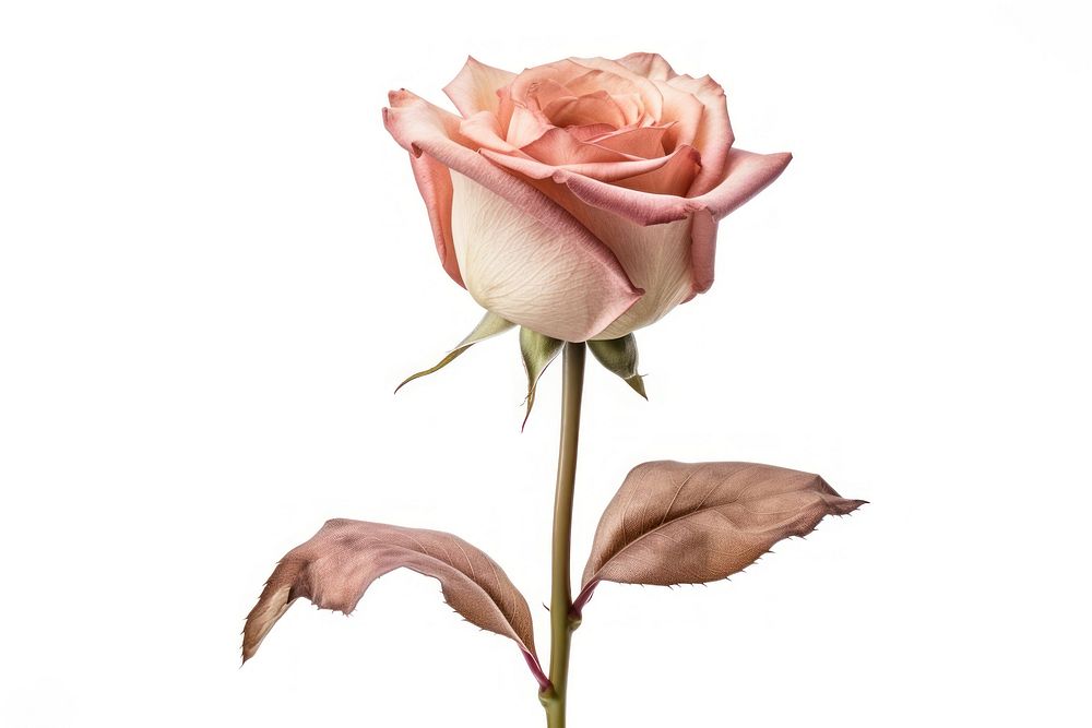 Rose flower plant pink. AI generated Image by rawpixel.