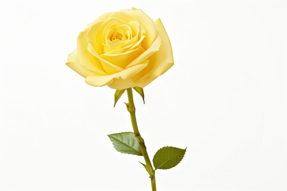 Yellow rose flower plant white background. AI generated Image by rawpixel.