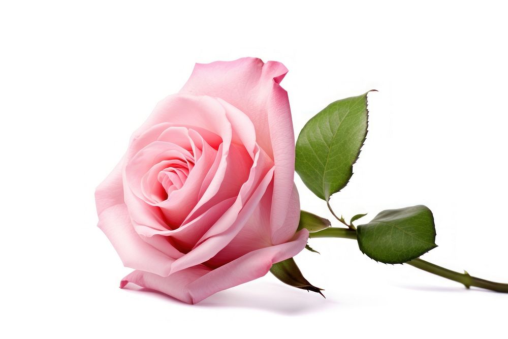 Pink rose flower petal plant. AI generated Image by rawpixel.